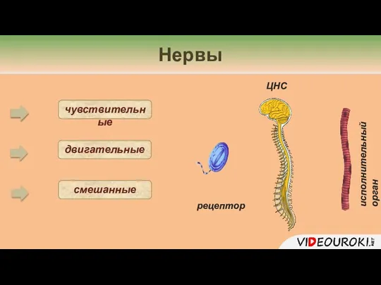 Нервы чувствительные двигательные смешанные ЦНС рецептор исполнительный орган