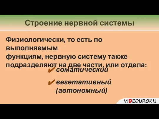 Строение нервной системы Физиологически, то есть по выполняемым функциям, нервную систему также