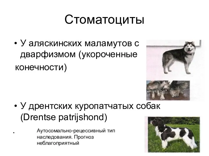 Стоматоциты У аляскинских маламутов с дварфизмом (укороченные конечности) У дрентских куропатчатых собак