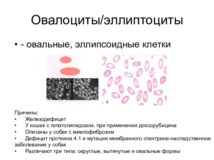 Овалоциты/эллиптоциты - овальные, эллипсоидные клетки Причины: • Железодефицит • У кошек с