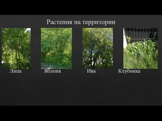 Растения на территории Липа Яблоня Ива Клубника