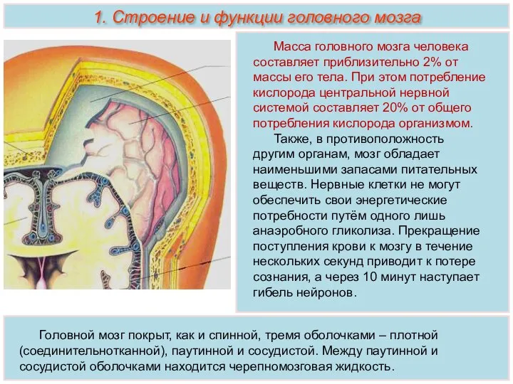1. Строение и функции головного мозга Головной мозг покрыт, как и спинной,