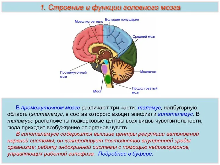 В промежуточном мозге различают три части: таламус, надбугорную область (эпиталамус, в состав