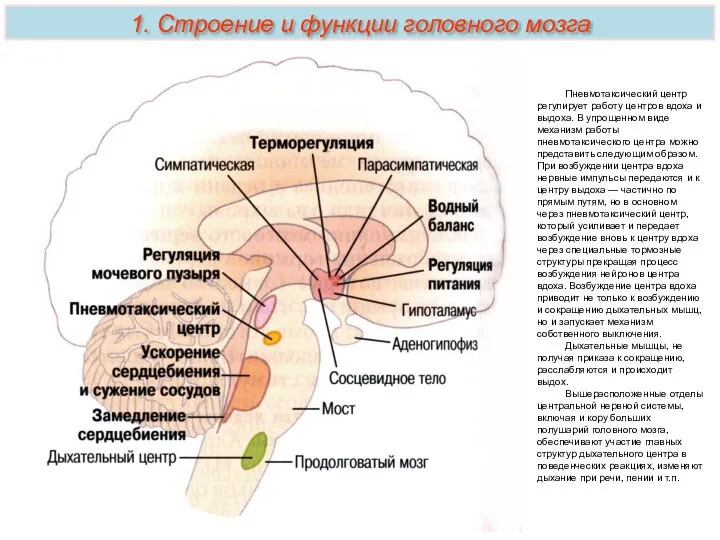 1. Строение и функции головного мозга Пневмотаксический центр регулирует работу центров вдоха