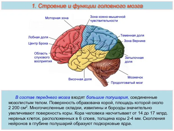 В состав переднего мозга входят большие полушария, соединенные мозолистым телом. Поверхность образована