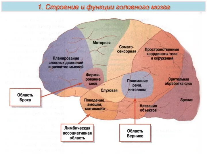 1. Строение и функции головного мозга