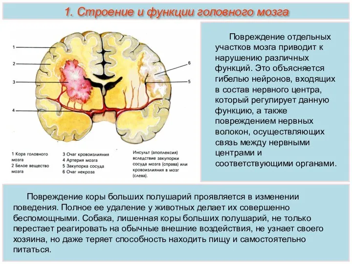 Повреждение отдельных участков мозга приводит к нарушению различных функций. Это объясняется гибелью