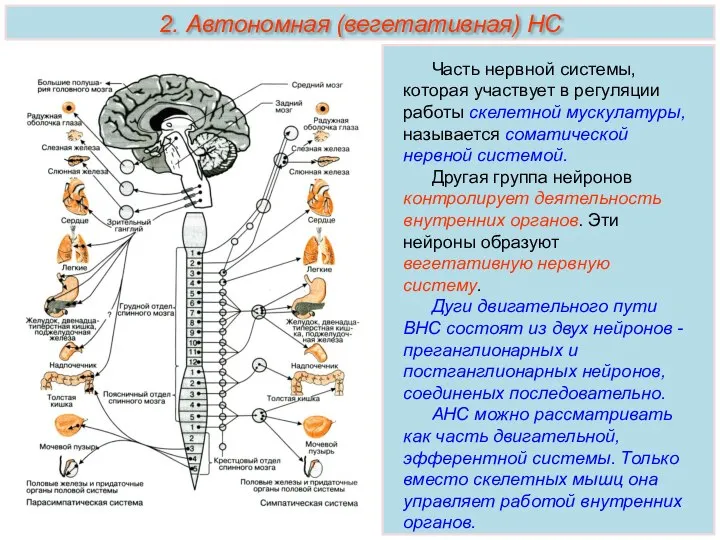 Часть нервной системы, которая участвует в регуляции работы скелетной мускулатуры, называется соматической