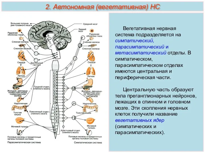 Вегетативная нервная система подразделяется на симпатический, парасимпатический и метасимпатический отделы. В симпатическом,