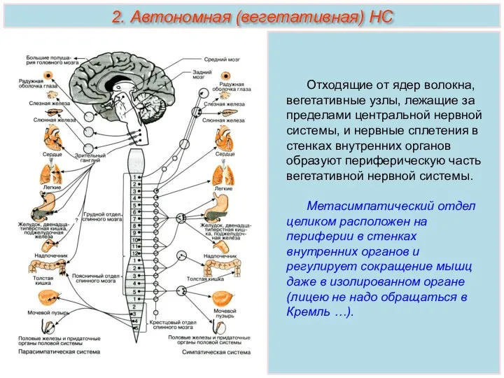 Отходящие от ядер волокна, вегетативные узлы, лежащие за пределами центральной нервной системы,