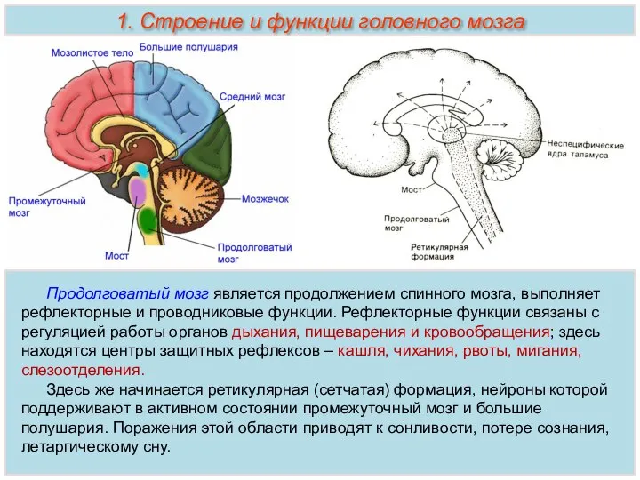 Продолговатый мозг является продолжением спинного мозга, выполняет рефлекторные и проводниковые функции. Рефлекторные