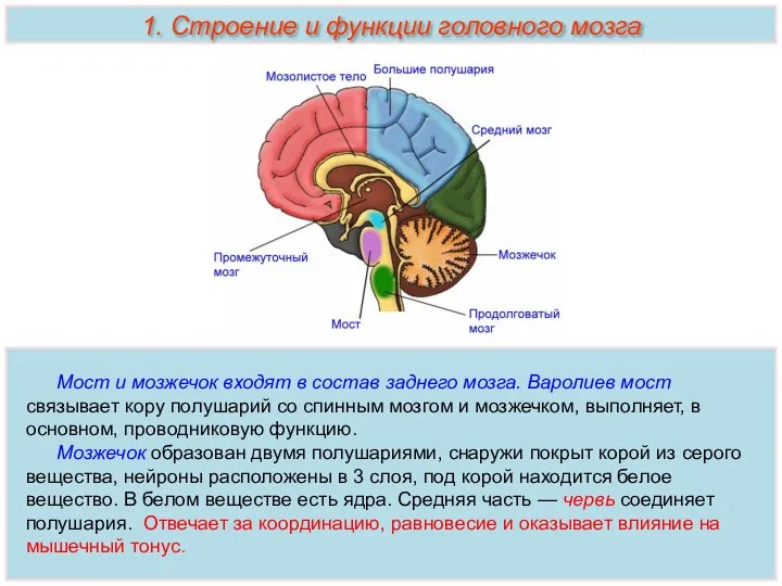Мост и мозжечок входят в состав заднего мозга. Варолиев мост связывает кору