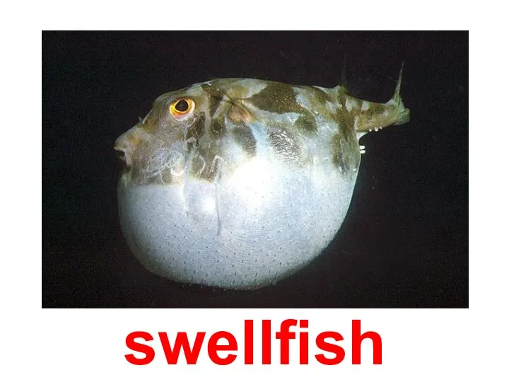 swellfish