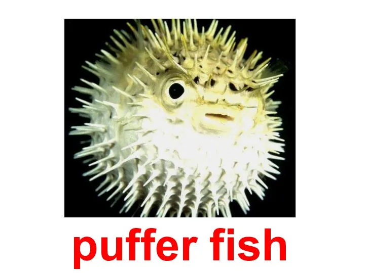 puffer fish