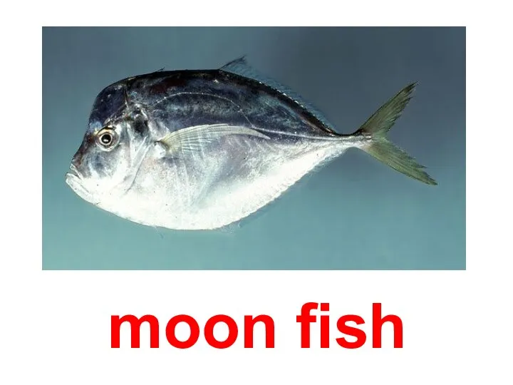 moon fish