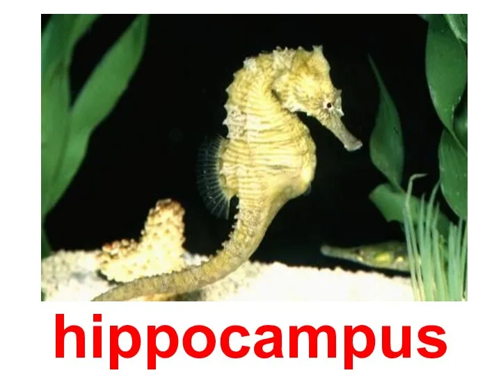 hippocampus