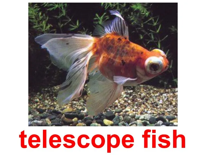 telescope fish