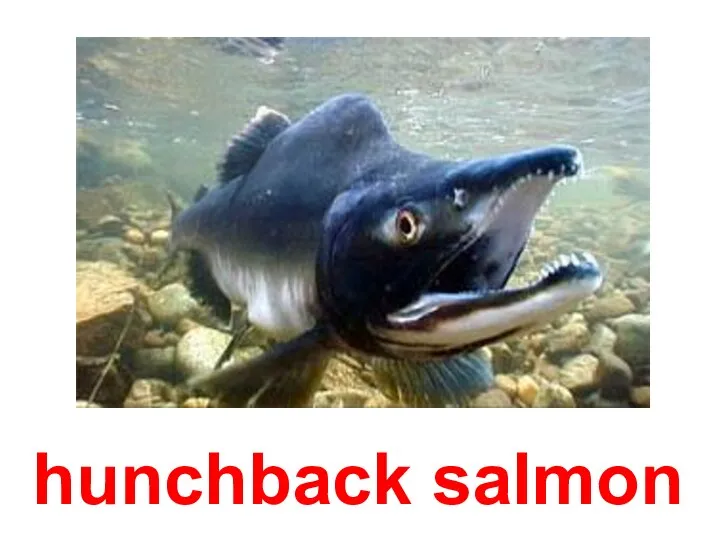 hunchback salmon