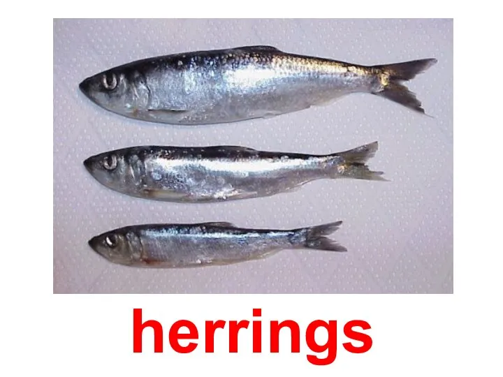 herrings