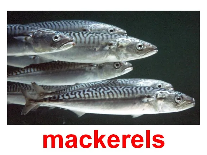 mackerels