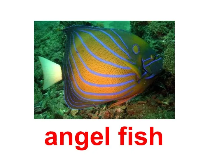 angel fish