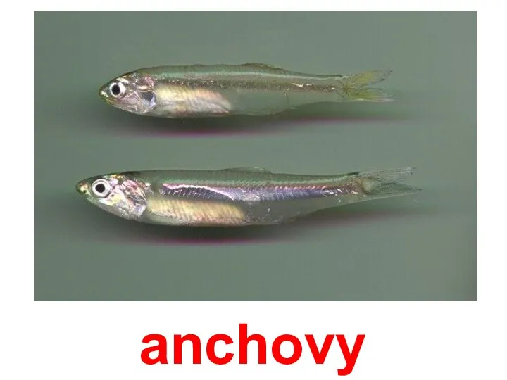 anchovy