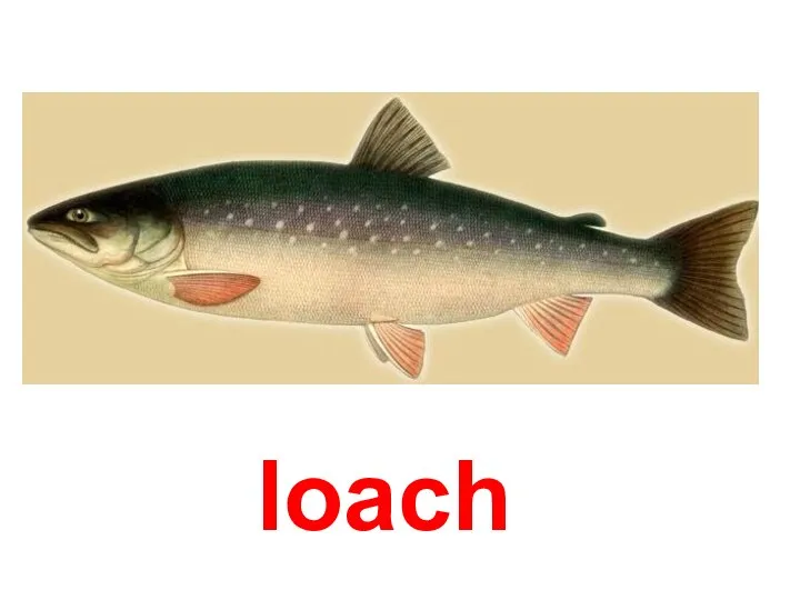 loach