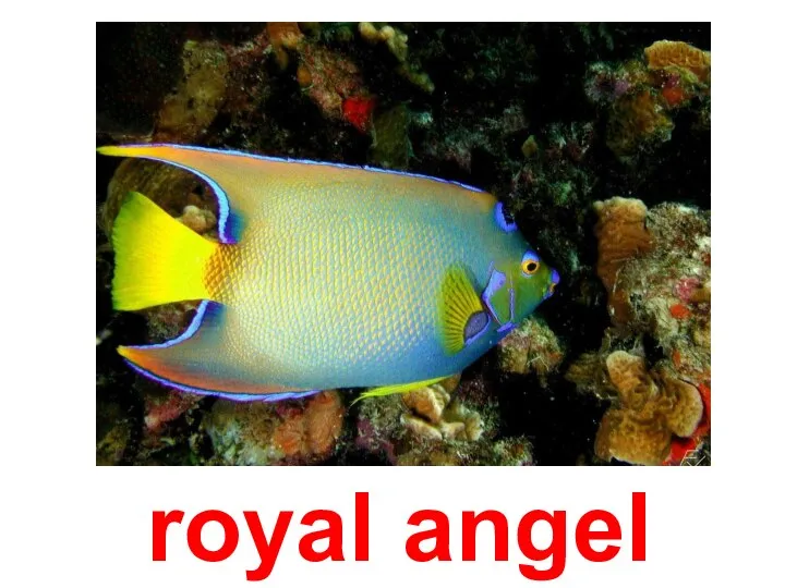 royal angel