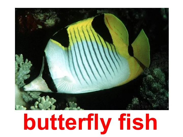 butterfly fish