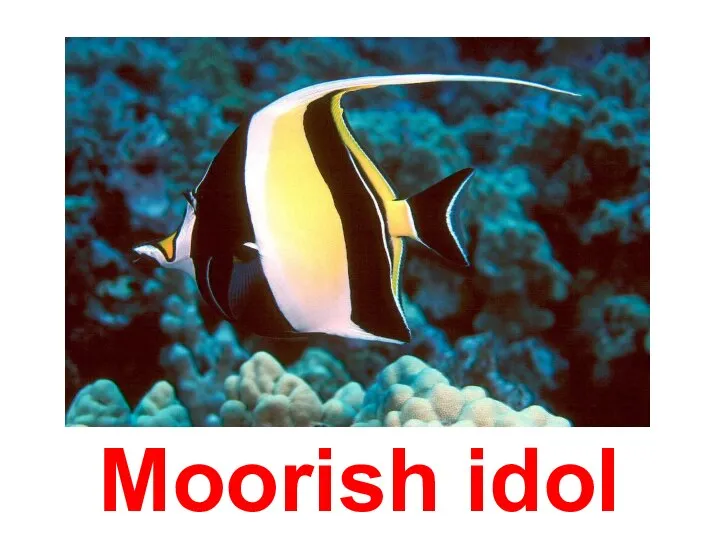 Moorish idol