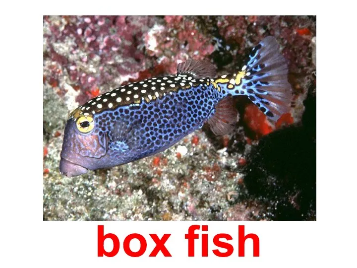 box fish