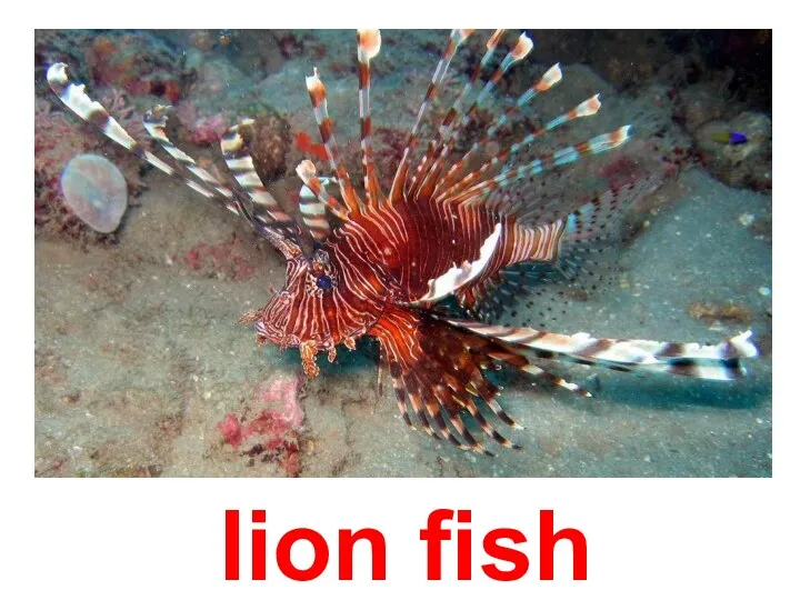 lion fish