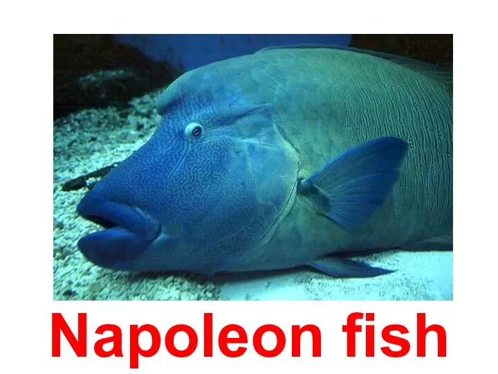 Napoleon fish