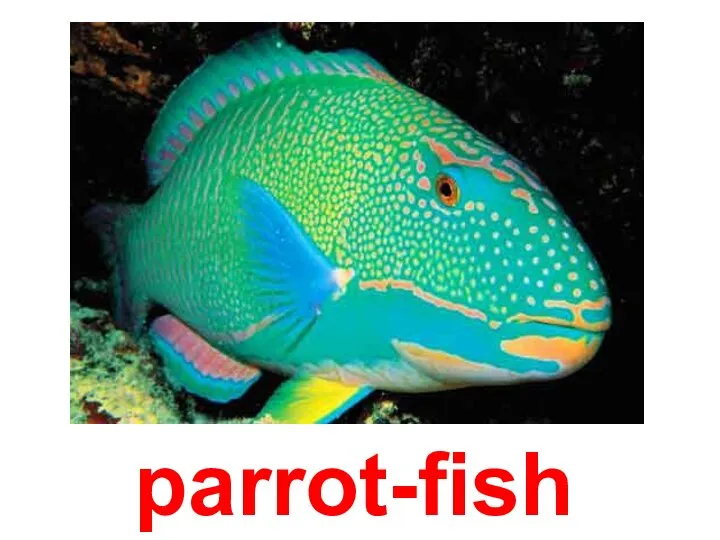 parrot-fish