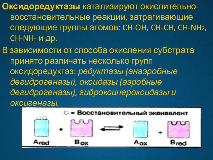 Оксидоредуктазы катализируют окислительно-восстановительные реакции, затрагивающие следующие группы атомов: CH-OH, CH-CH, CH-NH2, CH-NH-