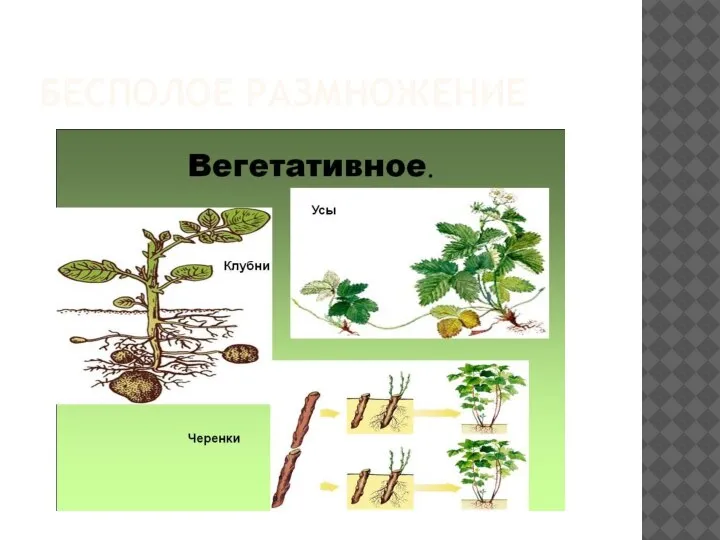 БЕСПОЛОЕ РАЗМНОЖЕНИЕ