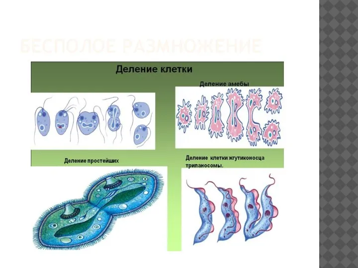 БЕСПОЛОЕ РАЗМНОЖЕНИЕ