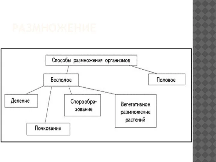 РАЗМНОЖЕНИЕ