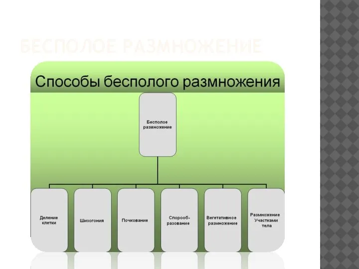 БЕСПОЛОЕ РАЗМНОЖЕНИЕ