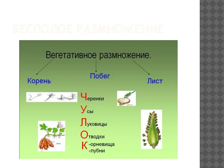 БЕСПОЛОЕ РАЗМНОЖЕНИЕ