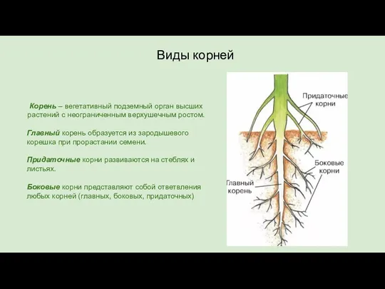 Виды корней Корень – вегетативный подземный орган высших растений с неограниченным верхушечным