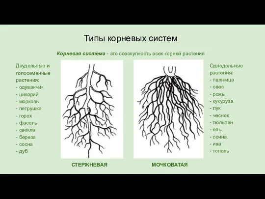 Типы корневых систем Корневая система - это совокупность всех корней растения СТЕРЖНЕВАЯ