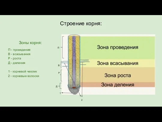 Строение корня: П В Р Д 1 2 Зоны корня: П -