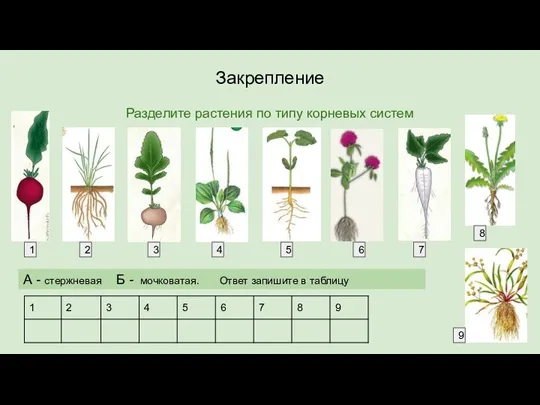 Закрепление Разделите растения по типу корневых систем 1 2 3 4 8