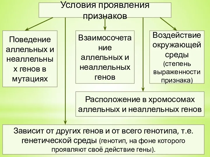 Условия проявления признаков Взаимосочетание аллельных и неаллельных генов Расположение в хромосомах аллельных