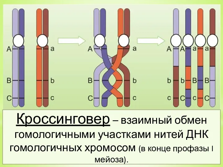 Кроссинговер – взаимный обмен гомологичными участками нитей ДНК гомологичных хромосом (в конце профазы I мейоза).