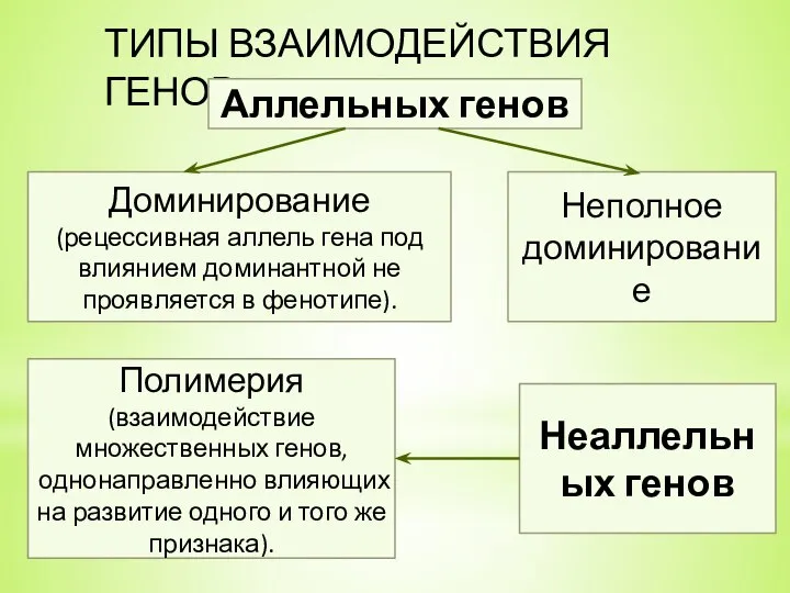 ТИПЫ ВЗАИМОДЕЙСТВИЯ ГЕНОВ Аллельных генов Доминирование (рецессивная аллель гена под влиянием доминантной