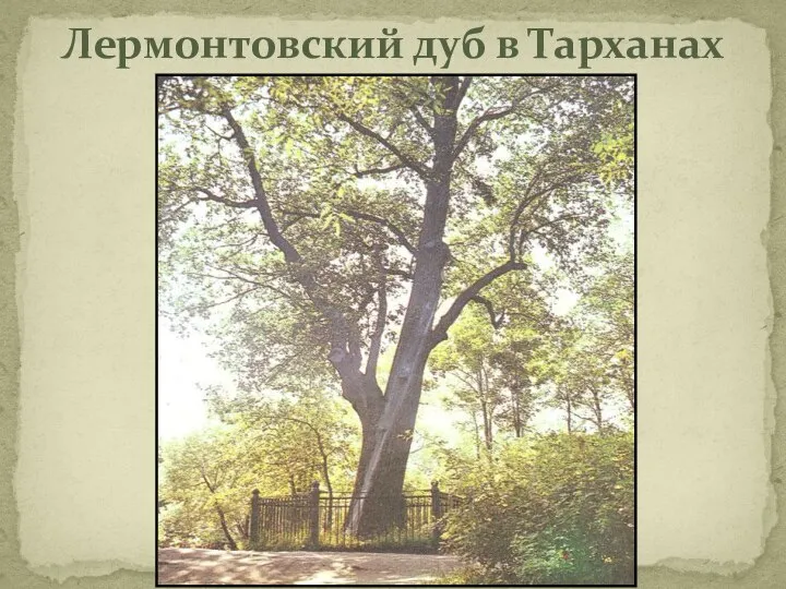 Лермонтовский дуб в Тарханах