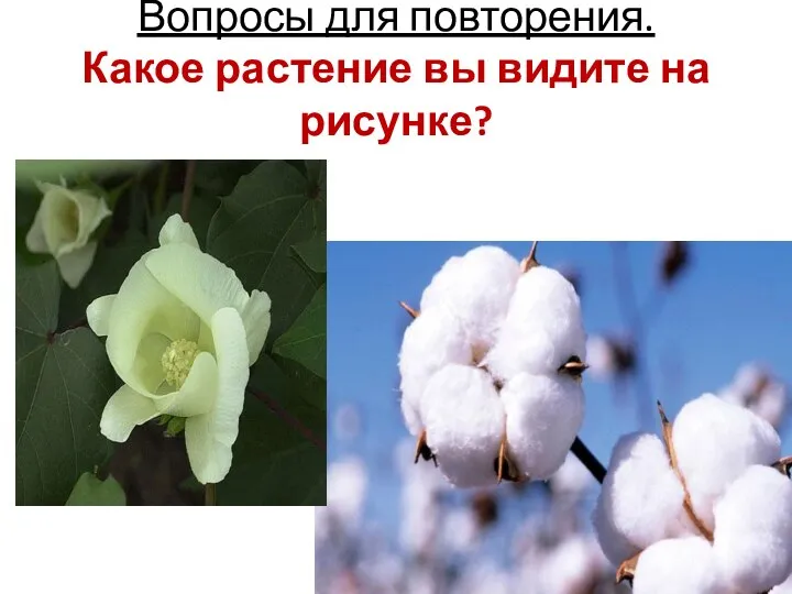 Вопросы для повторения. Какое растение вы видите на рисунке?