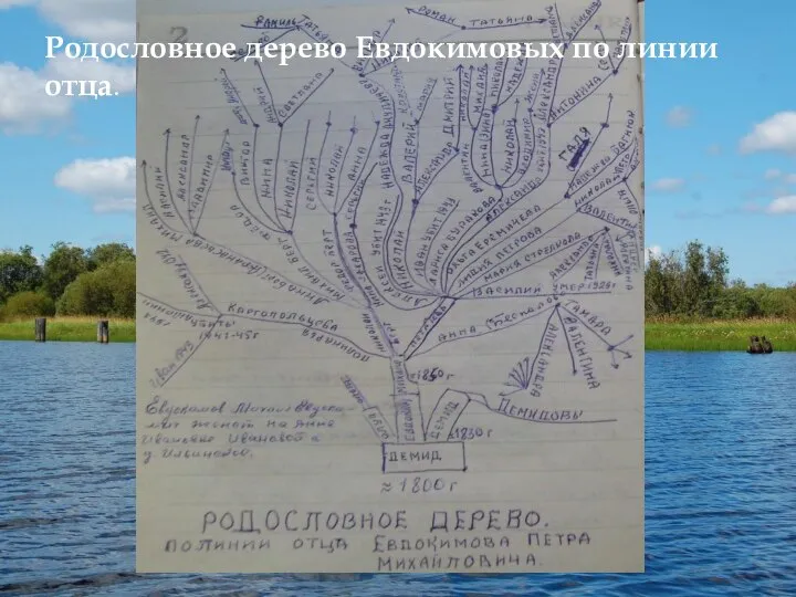 Родословное дерево Евдокимовых по линии отца.